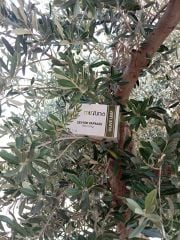 Mutuna Zeytin Yaprağı Bitki Çayı